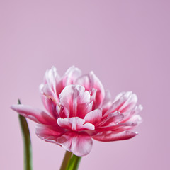 lose-up of a pink tulip on a pink background. Photo as layout for card