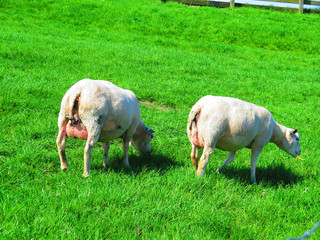 Fototapeta premium Pregnant mother sheep on grass cover dike