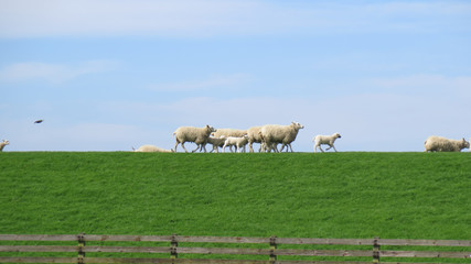 Spring lambs and sheep on grass cover dike