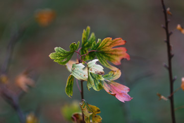 Moscow, Russia. The Botanical garden. Colored autumn leaves on a bush branch in the city park. In the background, a blurry twig
