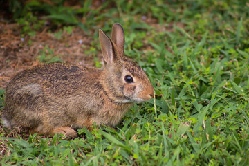 Baby Rabbit In Grass