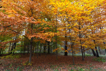 Moscow, Russia. Tall trees in the yellow autumn forest. On the ground are fallen brown leaves