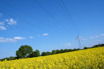 Rapeseed field with power pole and power lines in the lüneburg heath, Northern Germany.