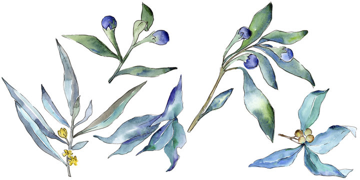 Blue elaeagnus leaves in a watercolor style isolated. Aquarelle leaf for background, texture, wrapper pattern, frame or border.