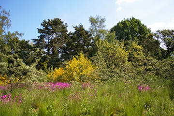 Colorful spring meadow with bushes at the edge of the forest. Germany