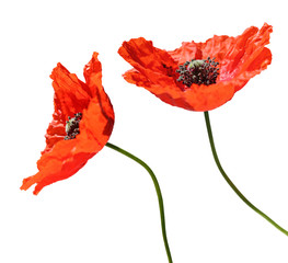 Beautiful red Poppies (Klatschmohn, Papaver rhoeas) isolated on white background, including clipping path. Germany