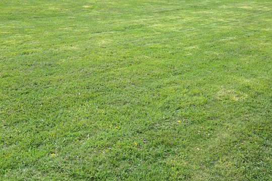 Trimmed lawn with a bright green lush grass
