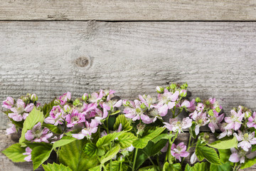 Mountain strawberry flowers on wooden floor. Spring season background