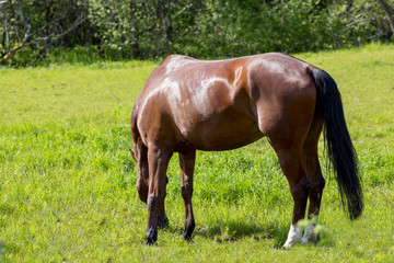 Horse on pasture in northern norway