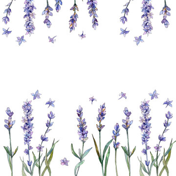 Violet lavender. Floral botanical flower. Frame border ornament square. Aquarelle wildflower for background, texture, wrapper pattern, frame or border.