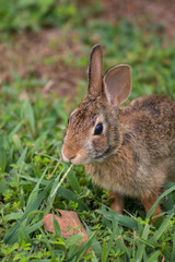 Baby Rabbit In Grass