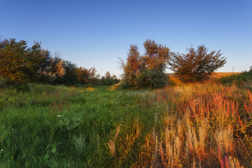 Fototapeta premium Volgograd region, Russia. Steppe morning multicolored landscape. Trees and green grass glows in the first rays of the sun