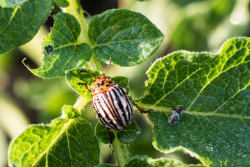 Colorado beetles copulate on young leaves of potatoes. agricultural pest