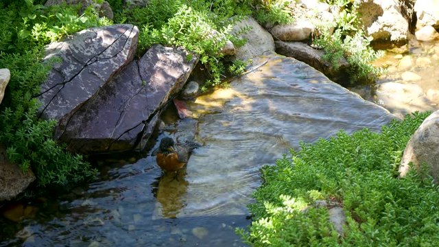 Unusual close up footage of an American Robin bathing in a creek