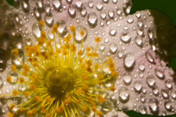 Rosehip with max magnification. Drops of water on petals and yellow stamens. Drops of dew glistened in sun. Bright colorful dreamy artistic image with space for copy. Selective focus, lens tilt shift