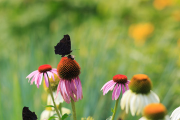 Moscow, Russia. Silhouette of a black butterfly and a bumblebee sitting on a pink flower in garden