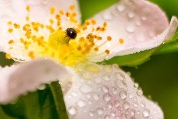 Rosehip with max magnification. Drops of water on petals and yellow stamens. Drops of dew glistened...
