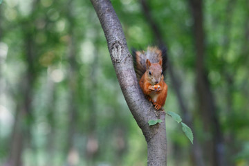 Moscow, Russia. Red squirrel sits on a tree on a summer day and bites nuts in botanical garden