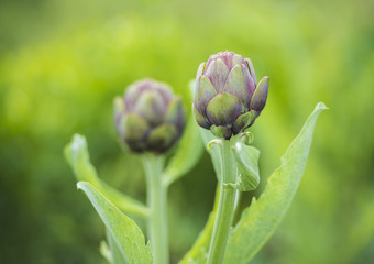 artichoke vegetable on the field