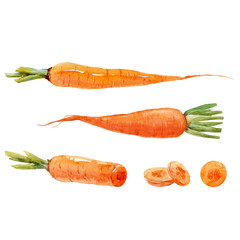 Watercolor carrot vector set