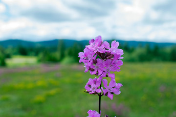 Flowers on a meadow as a background