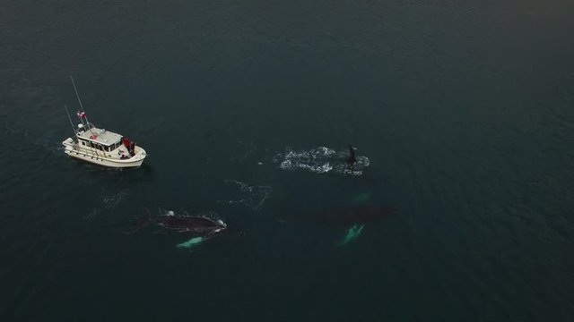 Humpback whales surfacing in front of boat drone footage Greenland - Aerial