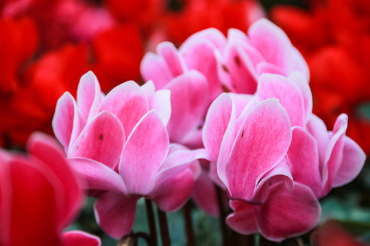 Beautiful pink and red cyclamen flowers © Pansa