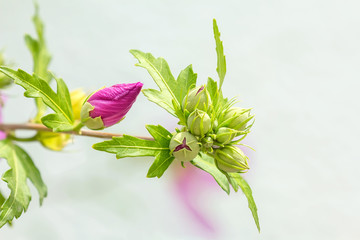 Unblown buds of red lavatera flower.