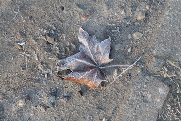 leaf