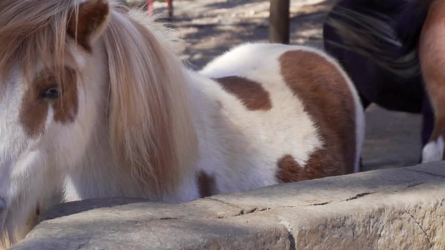 A pony in a petting zoo standing behind the barrier.