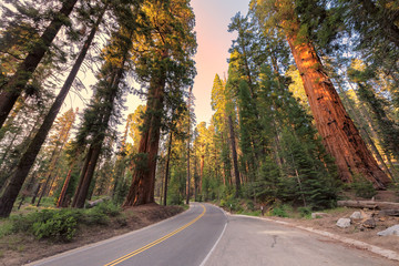 Driving through Avenue of the giants sequoia in Sequoia National Park, California, USA.