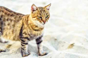 Sunset view to Dragon Li cat sitting on sand