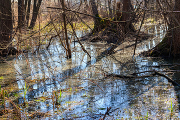 Swamp in forest