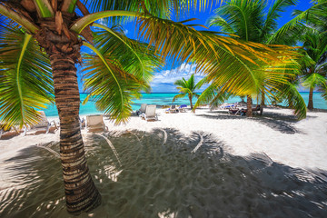 Palmtree and tropical island beach Saona