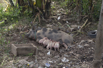 pig female suckling her piglets on the banks of the Mekong in Laos