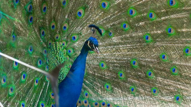  nature, beauty, courtship. Bautiful peacock making love dance