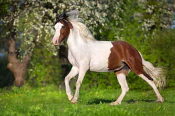 Piebald horse run fun in spring landscape