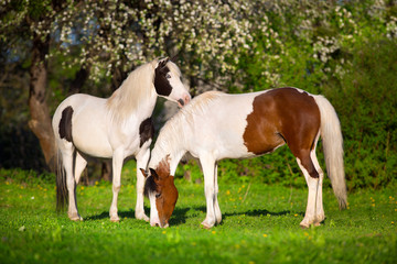 Naklejka na ściany i meble Two pinto horse on spring pasture