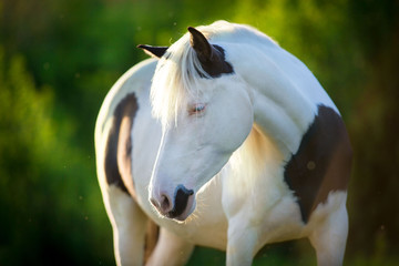 Pinto horse portrait  in sunlight 