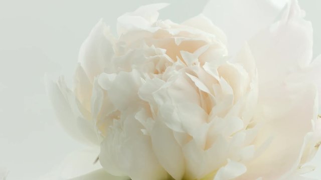 Blooming white peony background. Beautiful peony flower opening timelapse. 3840X2160 4K UHD video footage