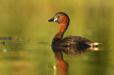 Little grebe (Tachybaptus ruficollis)