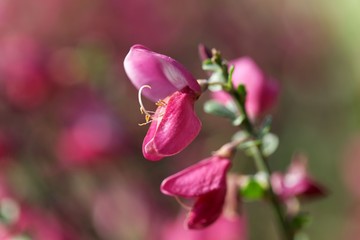 Red flowers of a common broom or Scotch broom