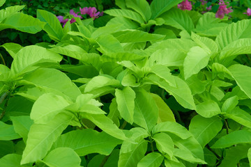 Green bush with leaves in garden view on Blur pink sakura flowers