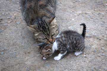 cat is carrying a kitten, care in the animal world