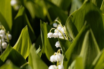 Macro photo of Lily of the valley (Convallaria majalis) flowers w