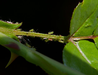 Green aphids sucking sap on a Rose