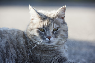 Gatto randagio