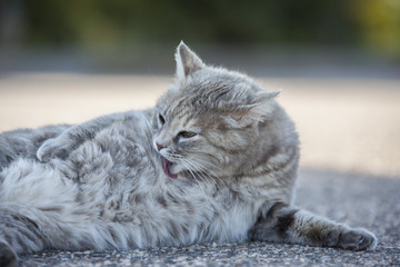 Gatto randagio