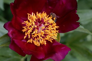 Detail of a poeny flower