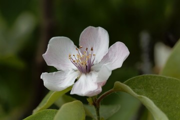 Flower of a quince tree